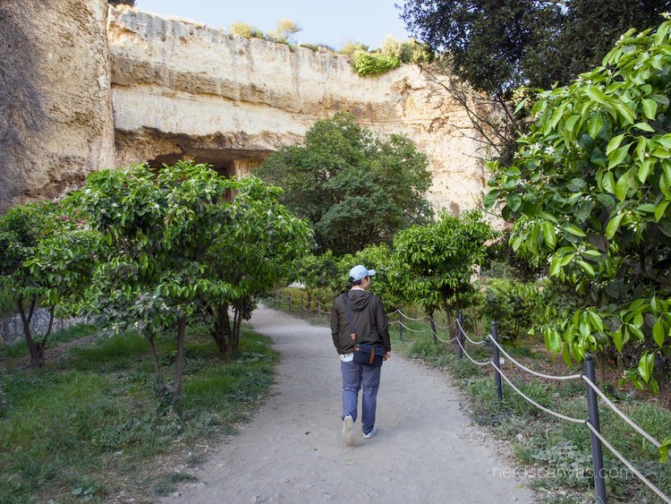 Lemon and orange trees