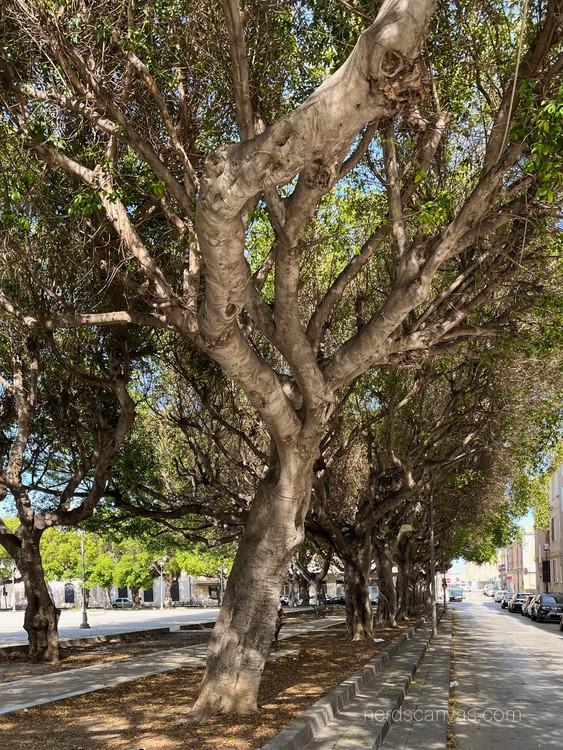 Ficus microcarpa